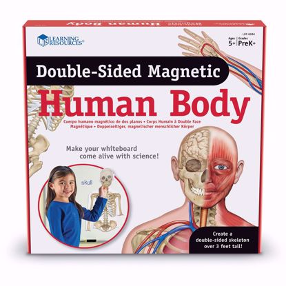 Picture of Double-Sided Magnetic Human Body
