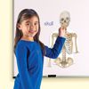 Picture of Double-Sided Magnetic Human Body