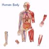 Picture of Double-Sided Magnetic Human Body