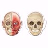Picture of Double-Sided Magnetic Human Body