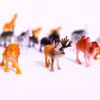 Picture of Wild animals